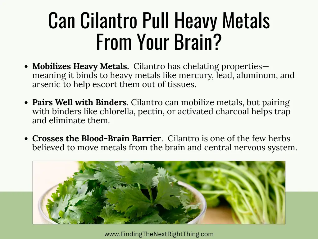 bowl of fresh cilantro leaves with roots on a wooden surface; text above reads "Cilantro removes heavy metals from the body" — visual guide on how to detox heavy metals naturally using herbs.