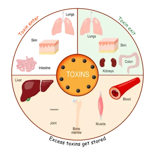 Diagram showing how toxins accumulate in organs like liver, kidneys, lungs, and brain
