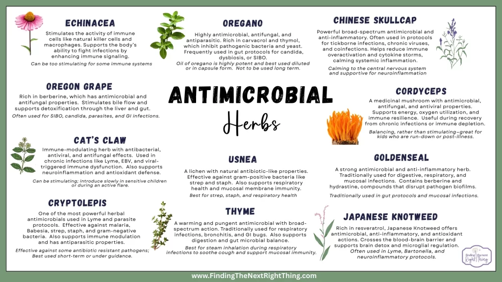 A visual guide to the top 11 antimicrobial herbs including Echinacea, Cryptolepis, Chinese Skullcap, and more. Highlights each herb’s role in fighting infections, supporting immunity, and promoting gut health.