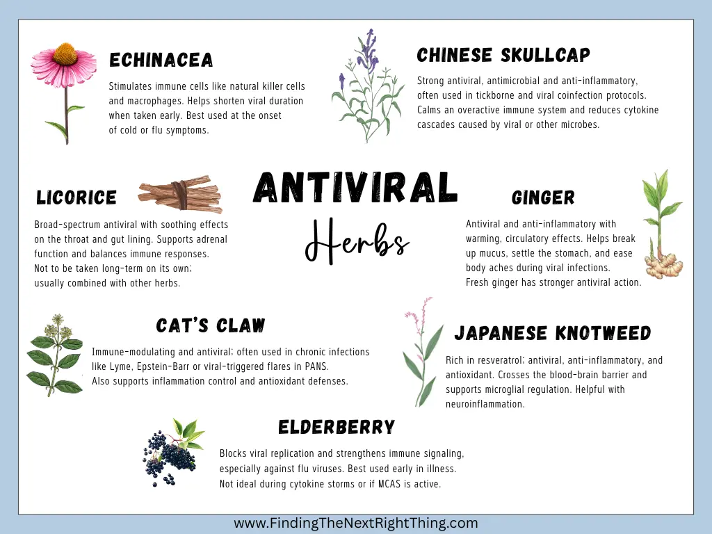Illustrated chart showing eight antiviral herbs for kids—Echinacea, Chinese Skullcap, Licorice, Ginger, Cat’s Claw, Japanese Knotweed, Elderberry, and Gotu Kola—with brief notes on immune support, inflammation, and viral protection, especially for children with chronic illness or PANS/PANDAS.