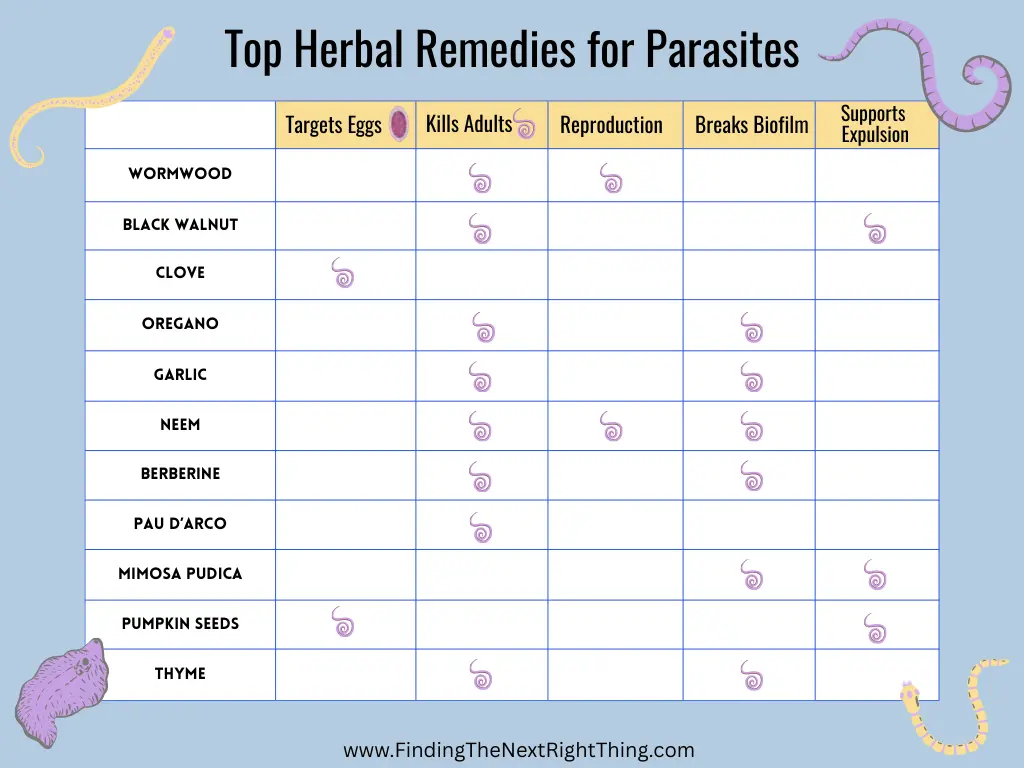 This side-by-side comparison chart comparing 11 herbal remedies for parasites, including wormwood, clove, black walnut, garlic, neem, and pumpkin seed. Columns show which herbs target eggs, kill adults, inhibit reproduction, break biofilms, or support parasite expulsion.