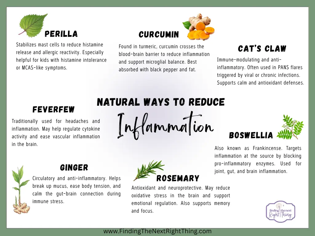 Infographic listing herbs that naturally reduce inflammation, including perilla, curcumin, cat’s claw, ginger, feverfew, boswellia, and rosemary. Includes brief descriptions of each herb’s anti-inflammatory or immune-supportive effects for children with conditions like PANS or PANDAS.