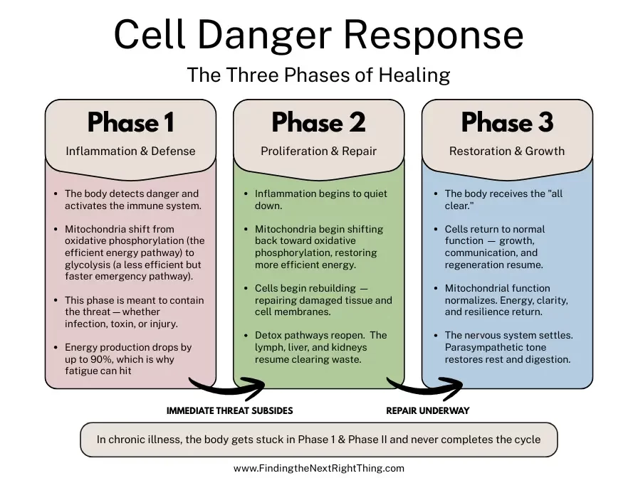 Cell Danger Response graphic explaining three healing phases that help children with PANS and PANDAS move from inflammation to restoration.