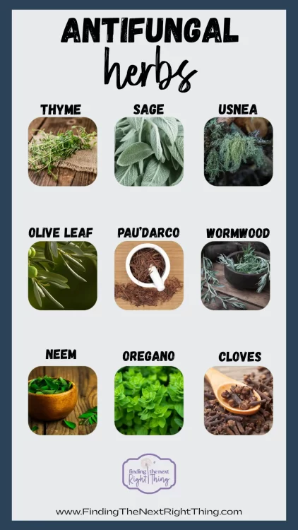 Antifungal herbs chart showing thyme, sage, usnea, olive leaf, pau d’arco, wormwood, neem, oregano, and cloves — natural herbal antifungals that support gut, immune, and whole-body balance.